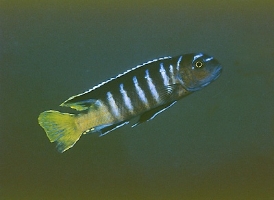 Cynotilapia sp. 'elongatus mbenji blue' Mbenji Island